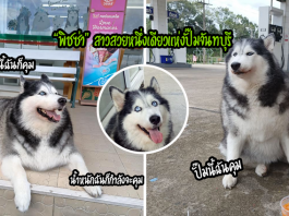 รู้จักกับ “พิชซ่า” ไซลูกสาวเจ้าของปั๊ม ทำหน้าที่บริการดีเยี่ยมจนมีลูกค้าประจำเพียบ