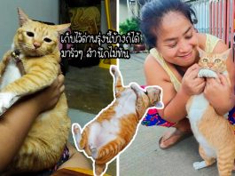 เหมียวเล่นซนจนพุงไปติดอยู่บนฝ้า แต่ดันเงียบ จนทาสต้องตั้งทีมค้นหากันนานหลายชั่วโมง