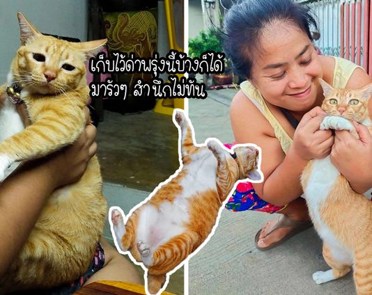 เหมียวเล่นซนจนพุงไปติดอยู่บนฝ้า แต่ดันเงียบ จนทาสต้องตั้งทีมค้นหากันนานหลายชั่วโมง