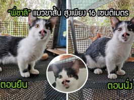 “พี่ชาลี” นุ้งแมวขาสั้นผู้มีความสูงเพียง 16 ซม. ทำให้ดูเป็นแมวเด็ก ทั้งที่โตเต็มวัยแล้ว