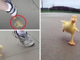 “นุ้งเป็ด” เข้าใจว่าชายใจดีเป็นแม่ มันจึงไปวิ่งออกกำลังกายกับเขาทุกเช้า ตั้งแต่เด็กจนโต