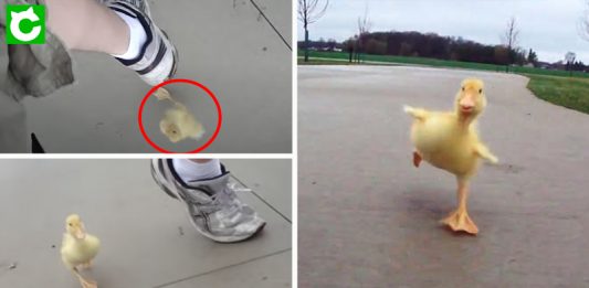 “นุ้งเป็ด” เข้าใจว่าชายใจดีเป็นแม่ มันจึงไปวิ่งออกกำลังกายกับเขาทุกเช้า ตั้งแต่เด็กจนโต