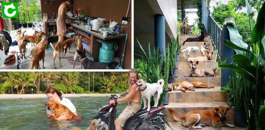 คู่รักจากลิทัวเนียย้ายมาอยู่ไทยถาวร เพื่อช่วยเหลือสุนัขจรจัดและสุนัขพิการที่ถูกละเลย