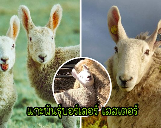 รู้จักกับ “บอร์เดอร์ เลสเตอร์” แกะพันธุ์หูยาว ที่ได้รับฉายาว่า “กระต่ายยักษ์”