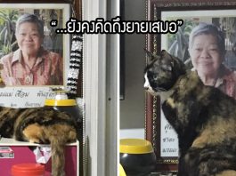 เจ้าเหมียวยังคงคิดถึงและนอนข้างรูปคุณยายทุกวัน แม้เธอจะจากไปแล้วถึง 3 ปี