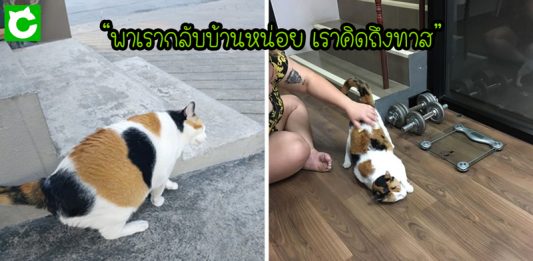 เหมียวตัวกลมร้องหาทาส หลังติดไปกับรถส่งของ โชคดีที่พลเมืองตามหาเจ้าของให้จนเจอ
